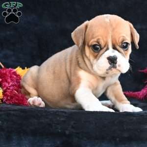 Macy, Miniature Bulldog Puppy